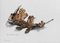 Bur Oak Leaf by Judi Simon