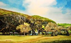 windswept Oaks, Rockport by Bob Cook