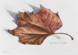 Sycamore Leaf by Judi Simon