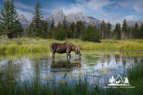 Moose by Dwight Vasel
