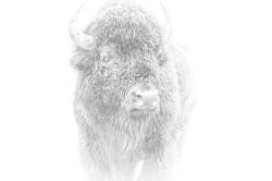Spirit Of Yellowstone by Dwight Vasel
