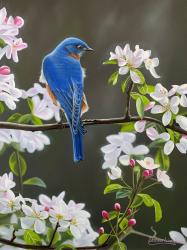 Bluebird with Blossom by Steven Lingham