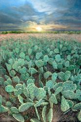 Palo Pinto Prickly Pear by Rebecca Zook