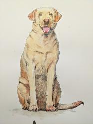 Yellow Lab by Randy Meador