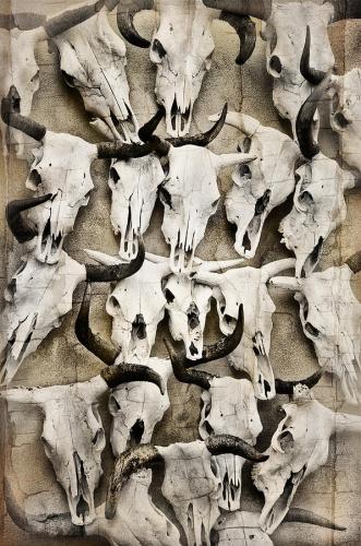 Skull Art by Pamela Steege