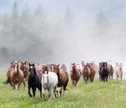 All the Pretty Ponies by Pamela Steege