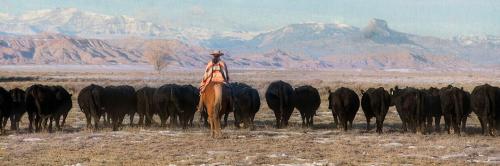 Herd Whisperer by Pamela Steege