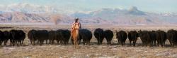 Herd Whispers by Pamela Steege